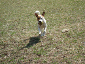 JRT Rocco In alergare
