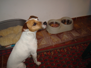 Jack Russell Terrier in asteptarea mesei 
