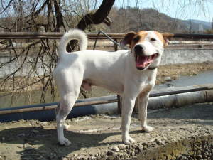 JRT Rocco 