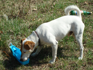 JRT Rocco 