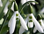 Snowdrops